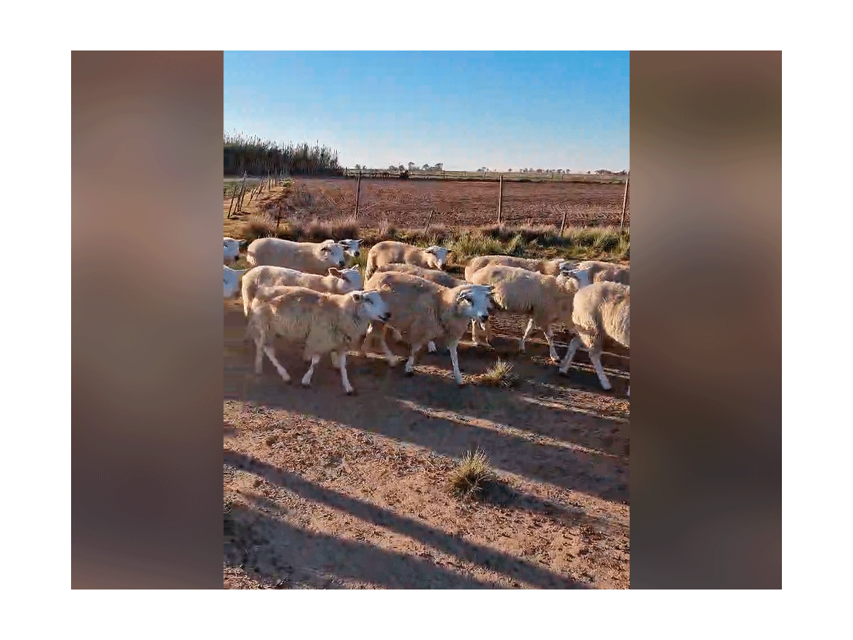 Lote de 140 ovejas Texel