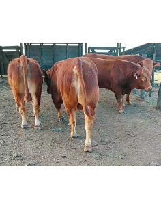 Lote de 4 toros Limousin Puros Controlados