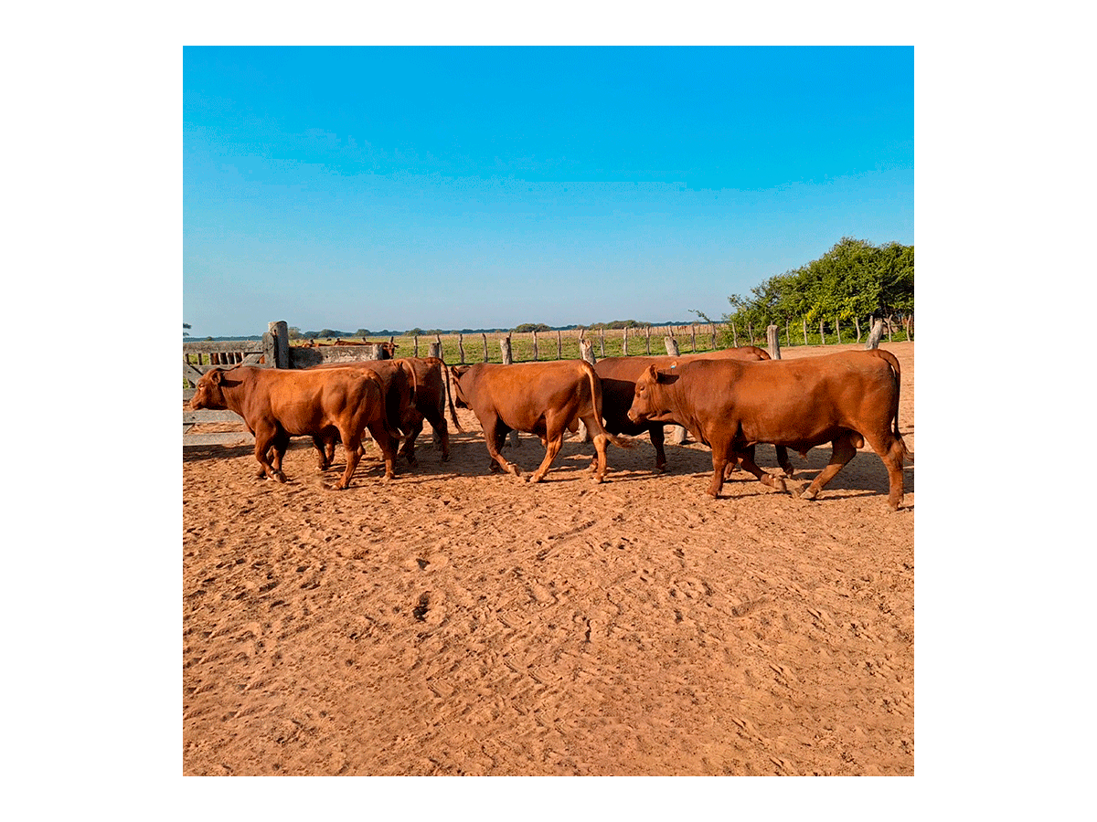 Lote de 7 toros Senangus