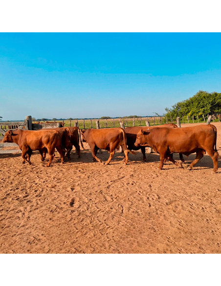 Lote de 7 toros Senangus