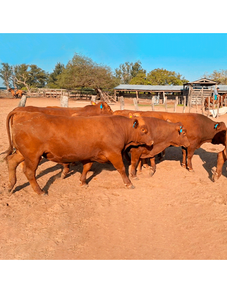 Lote de 7 toros Senangus