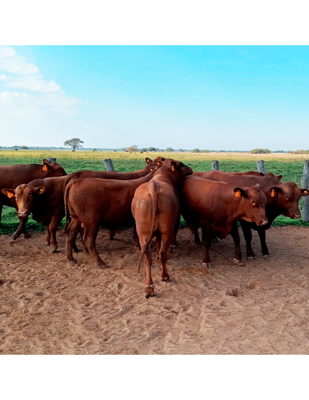 Lote de 8 toros Senangus