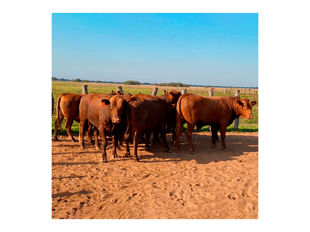 Lote de 8 toros Senangus