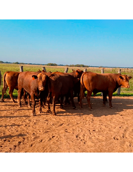 Lote de 8 toros Senangus