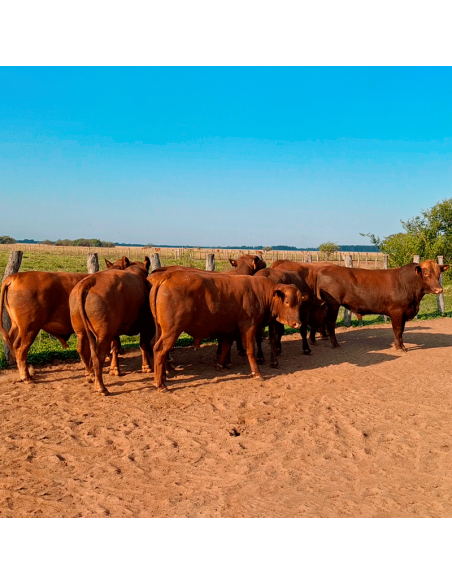 Lote de 8 toros Senangus