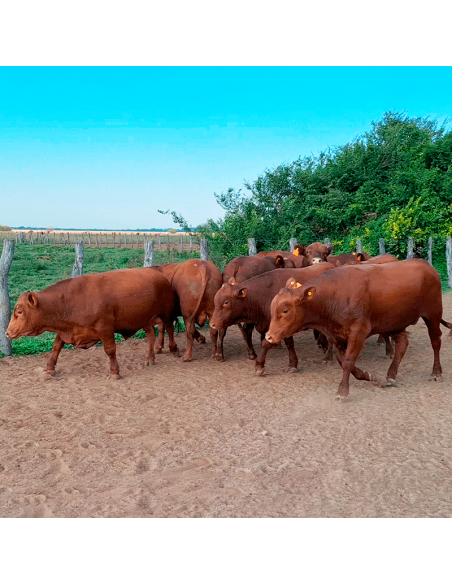 Lote de 8 toros Senangus