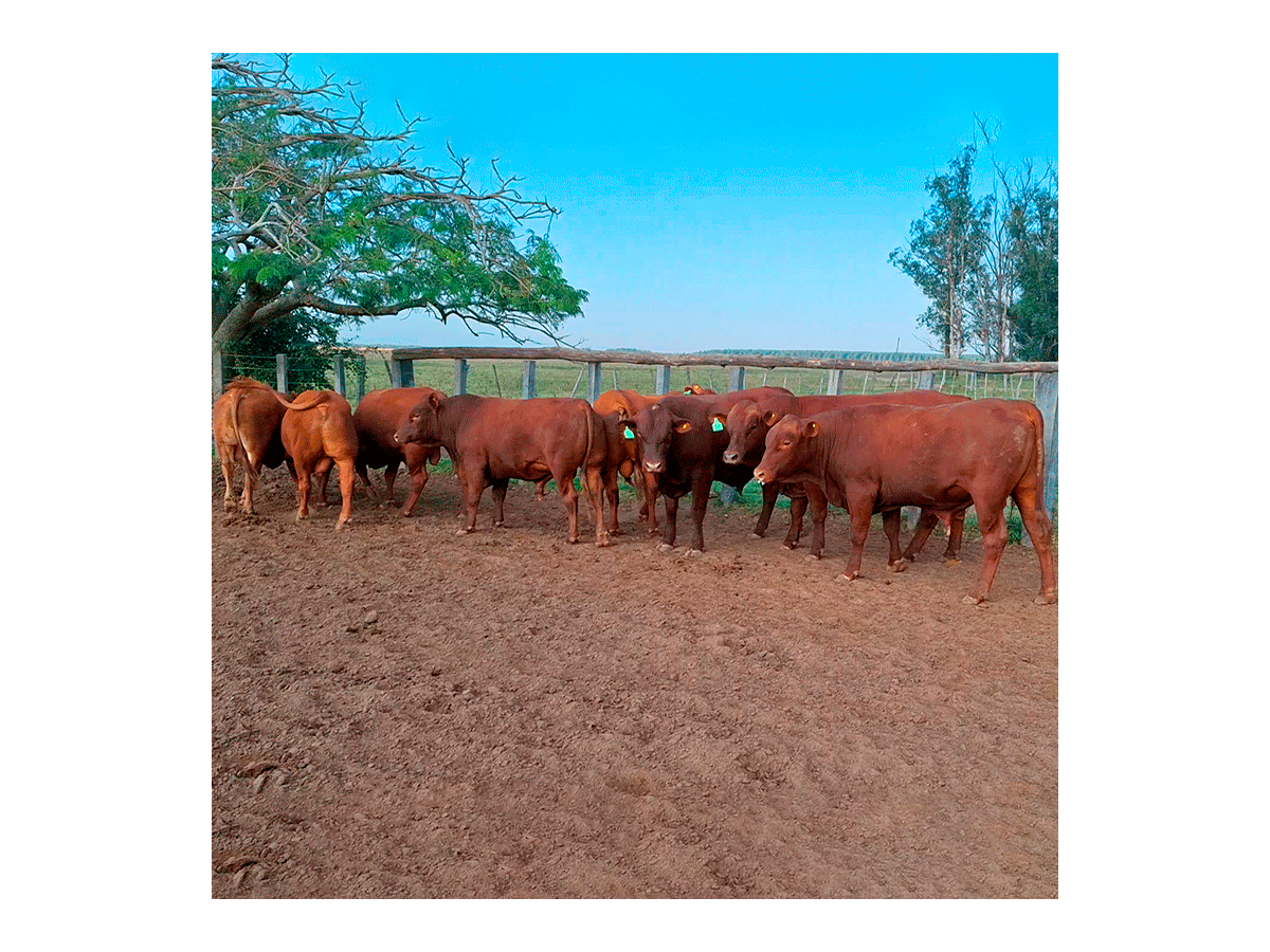 Lote de 8 toros Senangus