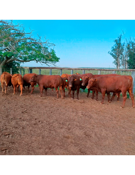 Lote de 8 toros Senangus