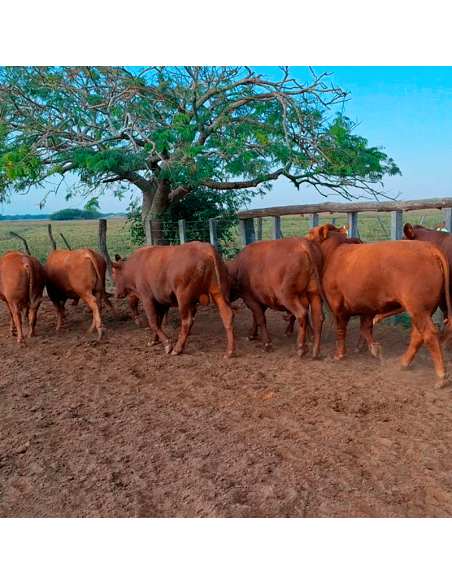 Lote de 8 toros Senangus