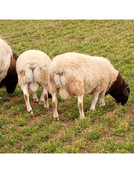 Lote de borregos Dorper