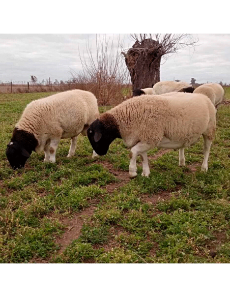 Lote de borregos Dorper