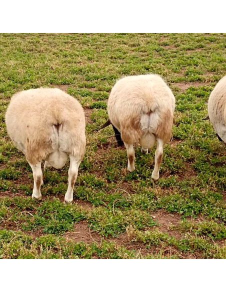 Lote de borregos Dorper