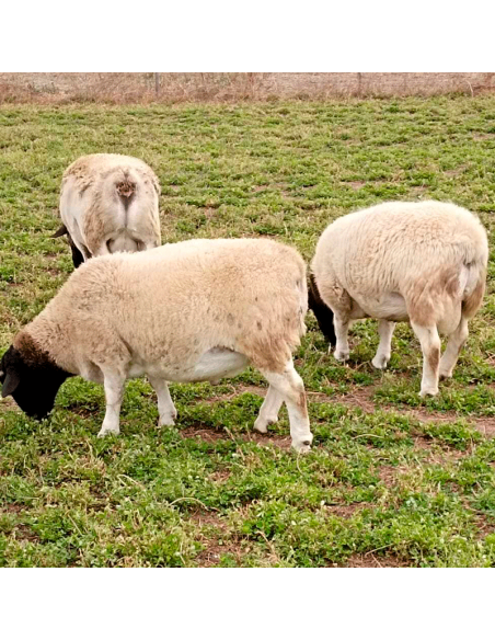 Lote de borregos Dorper