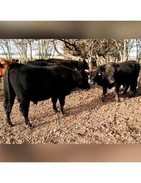 Lote de toros Angus negros y colorados PC