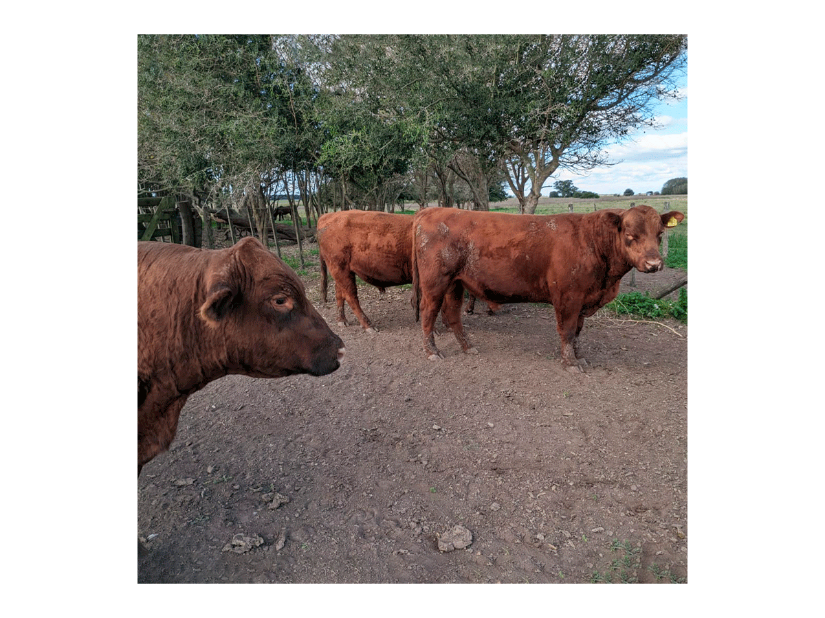 Lote de toros Angus negros y colorados PC