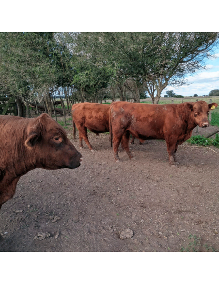 Lote de toros Angus negros y colorados PC