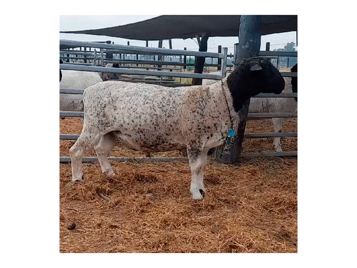 Borrego black Dorper