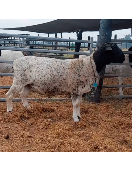 Borrego black Dorper