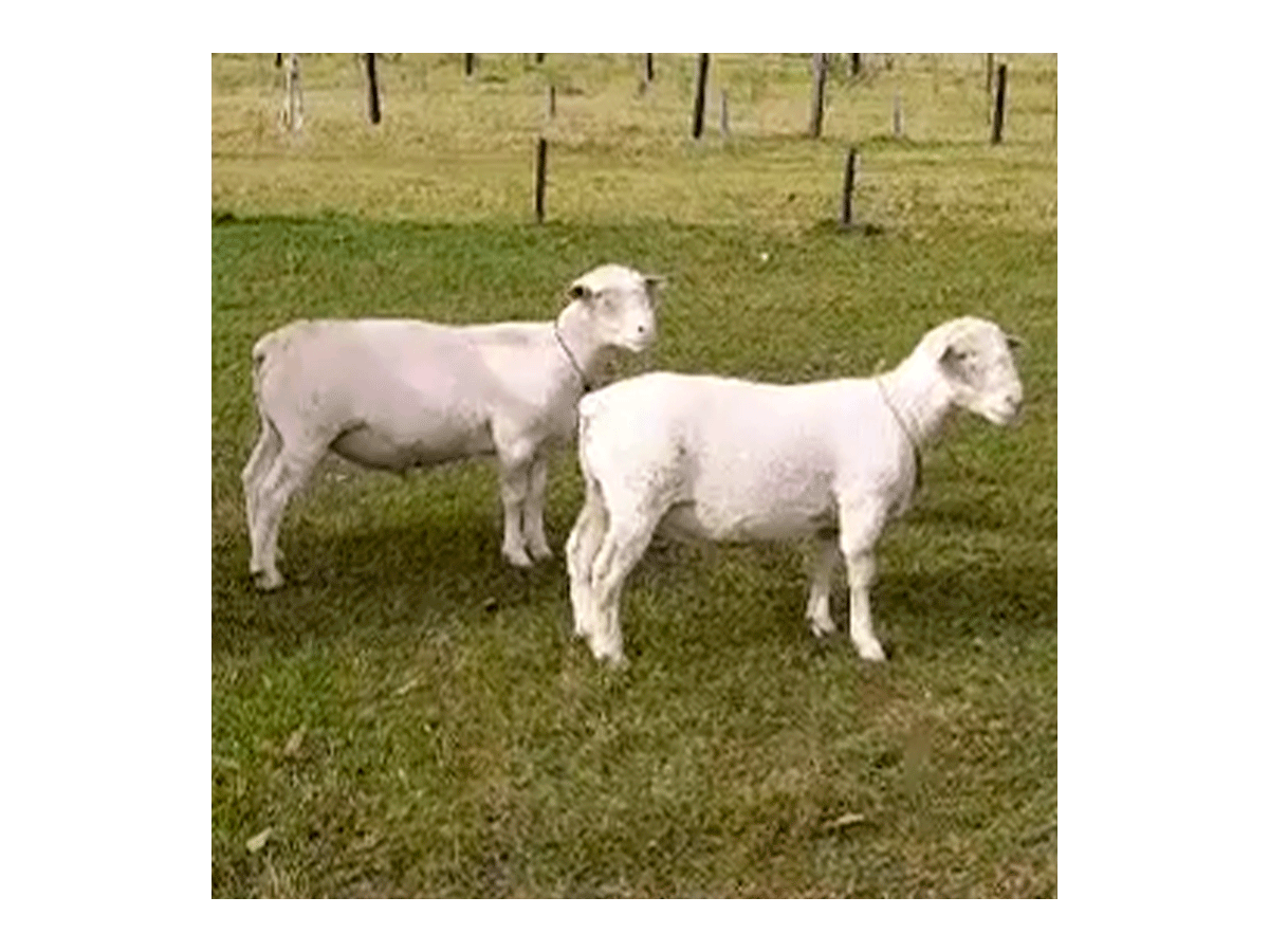 Lote de borregos white Dorper