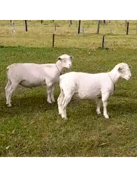 Lote de borregos white Dorper