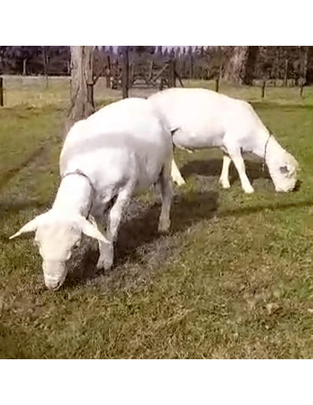 Lote de borregos white Dorper