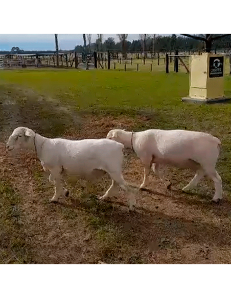 Lote de borregos white Dorper