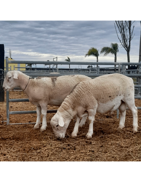 Lote de borregos white Dorper PC