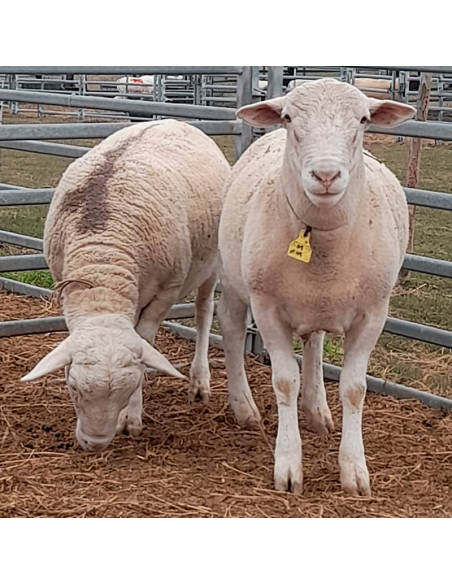 Lote de borregos white Dorper PC