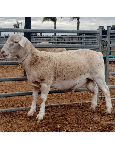 Lote de borregos white Dorper PC