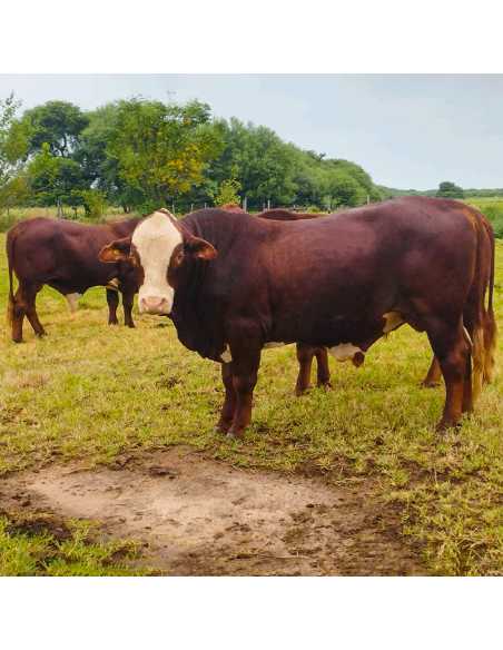 Lote de toros Braford