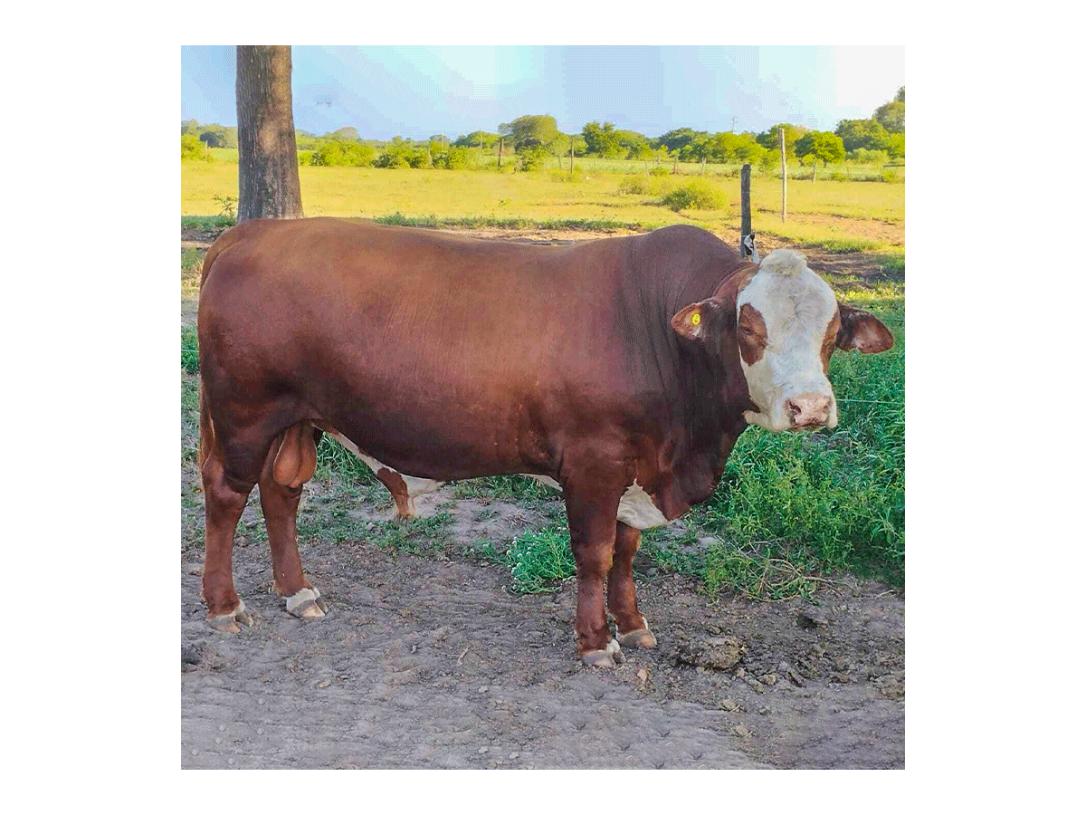 Lote de toros Braford