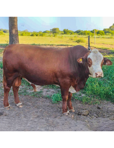 Lote de toros Braford