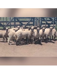 Lote de 25 ovejas Hampshire con servicio
