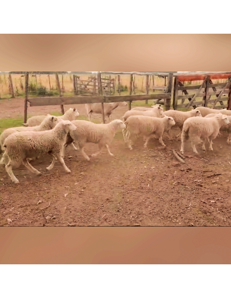 Lote de borregas Pampinta PP