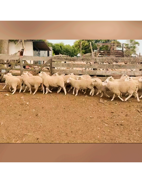 Lote de borregas Pampinta PP