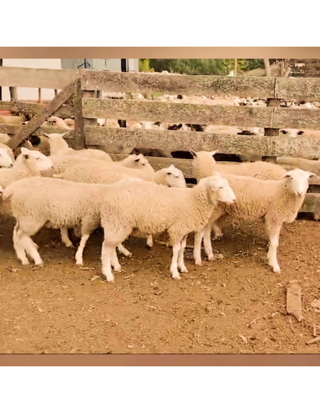 Lote de borregas Pampinta PP