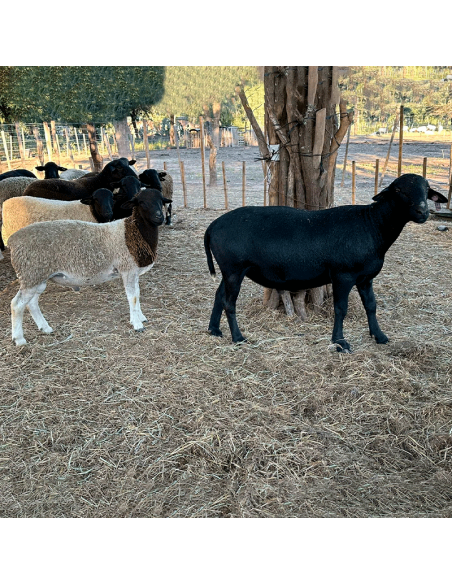 Lote de borregos Santa Inés