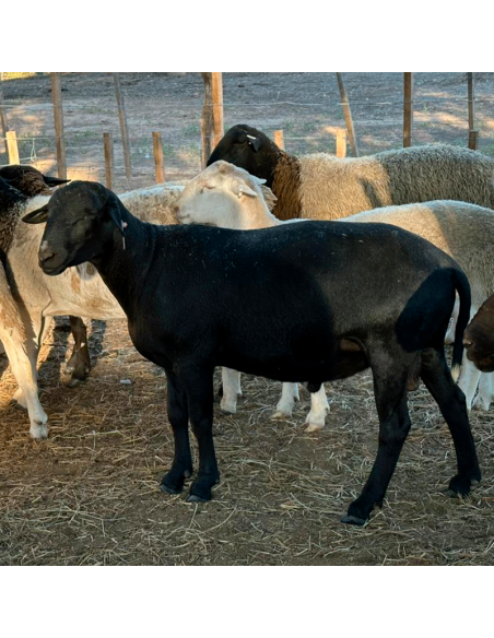 Lote de borregos Santa Inés