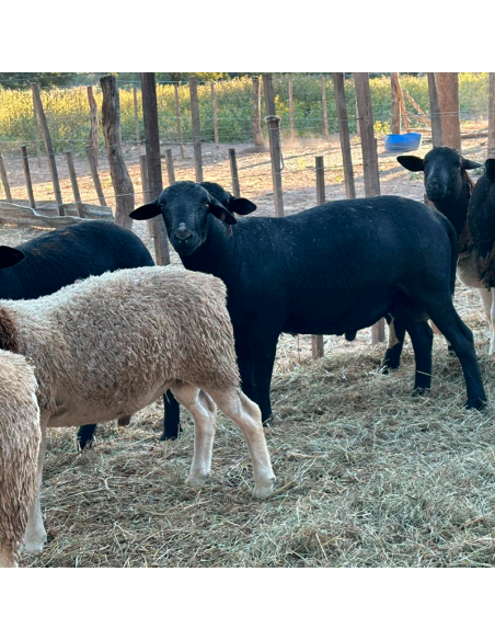 Lote de borregos Santa Inés