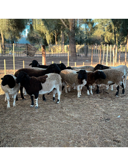 Lote de borregos Dorper