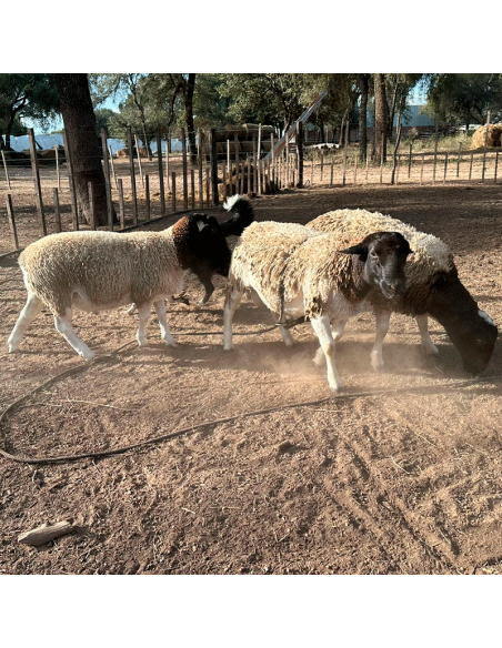 Lote de borregos Dorper