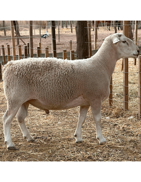 Lote de borregos Dorper