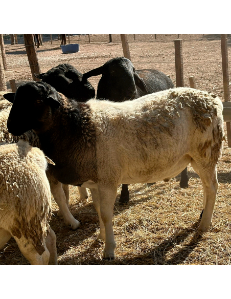 Lote de borregos Dorper