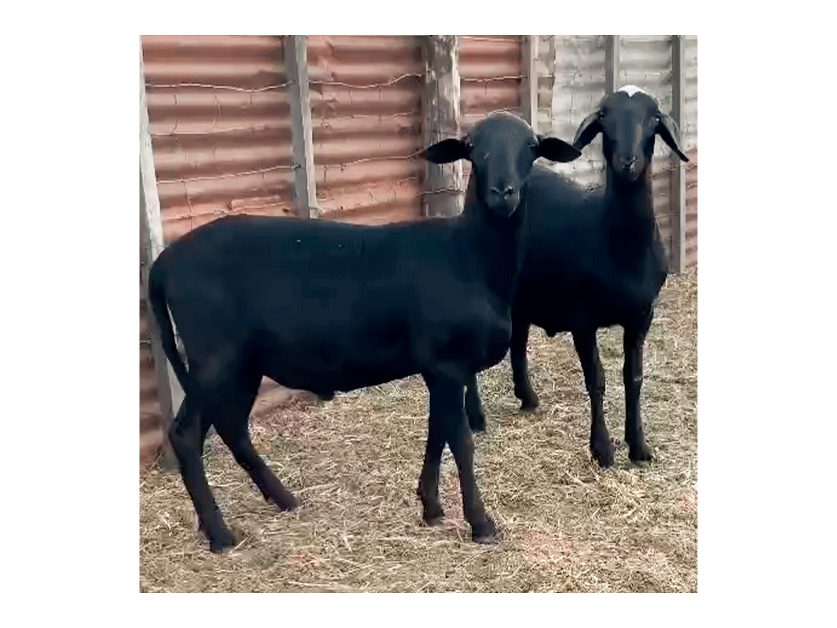 Lote de borregos Santa Inés puros