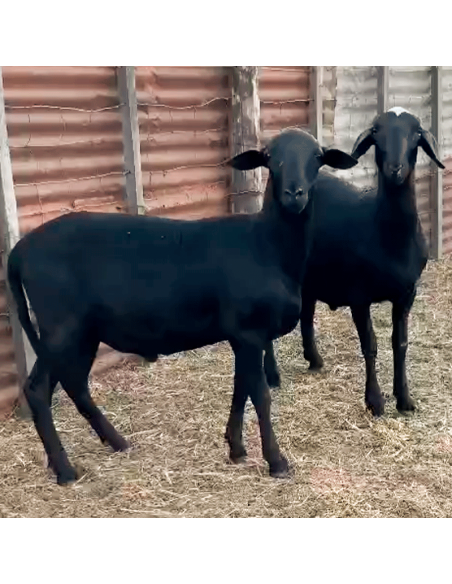 Lote de borregos Santa Inés puros