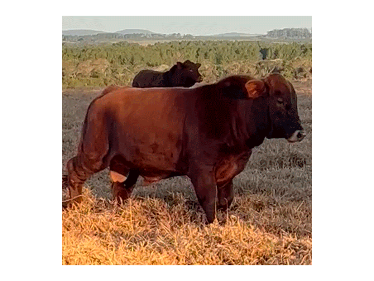 Lote de 2 toros Brangus colorados