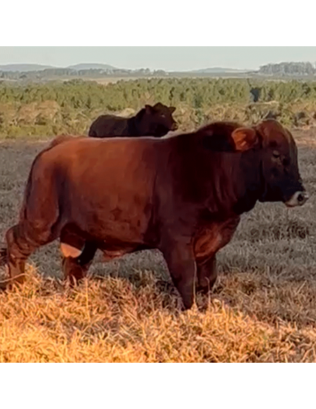 Lote de 2 toros Brangus colorados