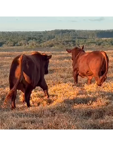 Lote de 2 toros Brangus colorados