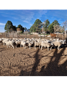 Lote de borregas Texel