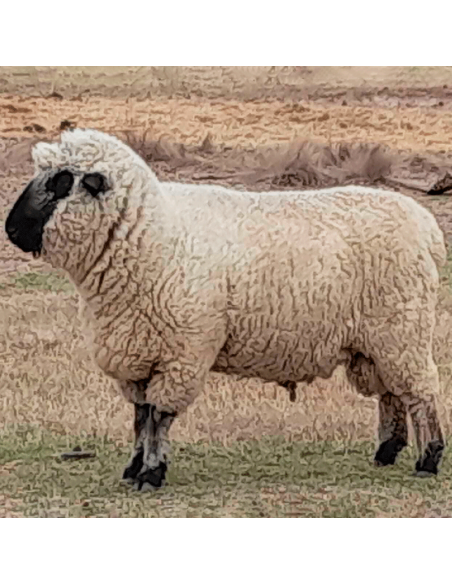 Lote de carneros Hampshire Down puros